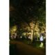 Landscape Lighting Guide for Tree Lighting