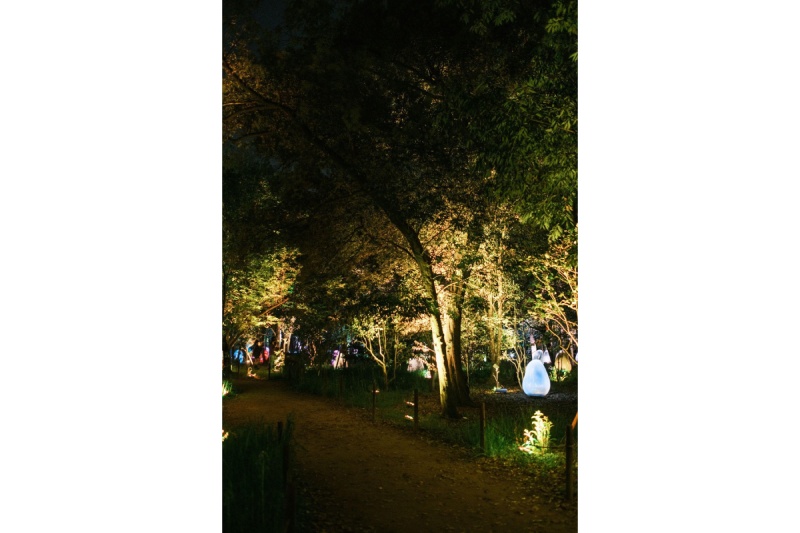Landscape Lighting Guide for Tree Lighting