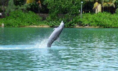 Explore the Charm of Jamaica Exclusive Tours for Cruise Passengers