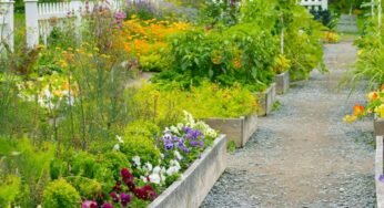 Best Tips for Vertical Gardening in Spring and Summer