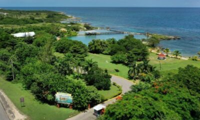 Discover the Magic of Dolphin Cove Ocho Rios in Jamaica A Must Visit Destination