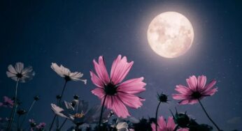 May Full Moon 2025: Everything You Should Need to Know, When and Where to See Flower Moon