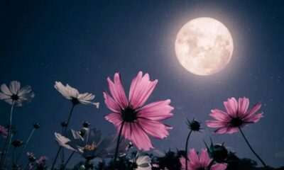 May Full Moon 2025 Everything You Should Need to Know, When and Where to See Flower Moon