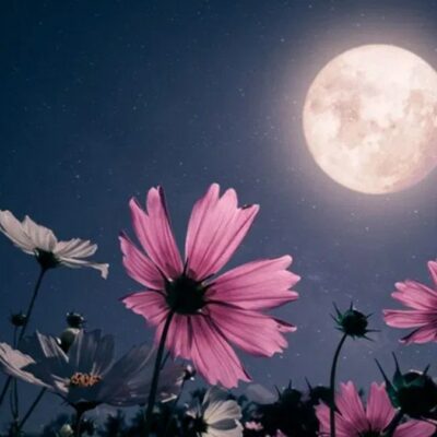May Full Moon 2025 Everything You Should Need to Know, When and Where to See Flower Moon