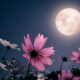 May Full Moon 2025 Everything You Should Need to Know, When and Where to See Flower Moon