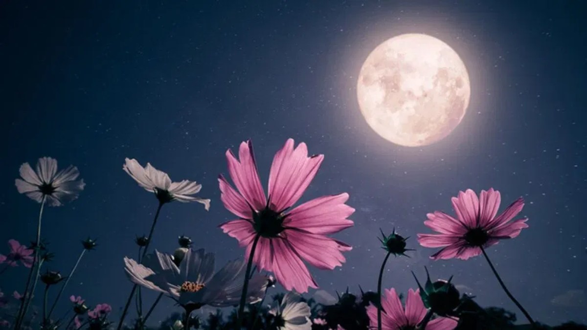 May Full Moon 2025 Everything You Should Need to Know, When and Where to See Flower Moon