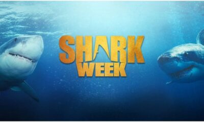 Shark Week 2025 History and Significance