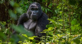 Bwindi’s Gorilla Tourism: Saving Wildlife, Empowering Communities