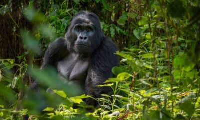 Bwindi’s Gorilla Tourism Saving Wildlife, Empowering Communities