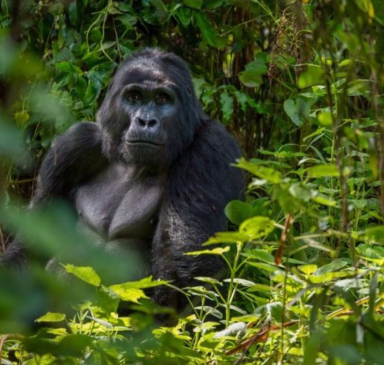 Bwindi’s Gorilla Tourism Saving Wildlife, Empowering Communities