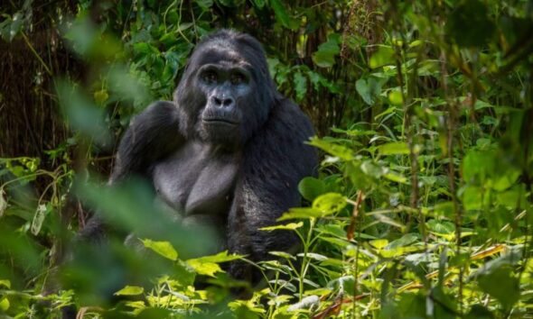 Bwindi’s Gorilla Tourism Saving Wildlife, Empowering Communities