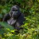 Bwindi’s Gorilla Tourism Saving Wildlife, Empowering Communities