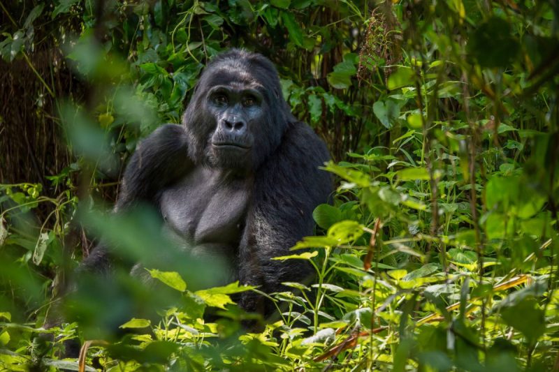 Bwindi’s Gorilla Tourism Saving Wildlife, Empowering Communities