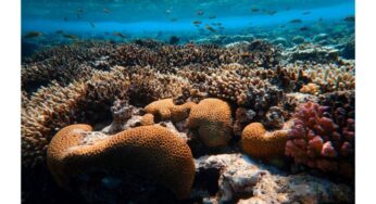 Ocean Acidification: David Hastings Elaborates on the Other Problem with CO2