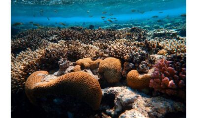 Ocean Acidification David Hastings Elaborates on the Other Problem with CO2