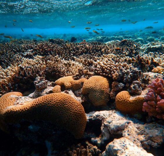 Ocean Acidification David Hastings Elaborates on the Other Problem with CO2
