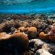 Ocean Acidification David Hastings Elaborates on the Other Problem with CO2