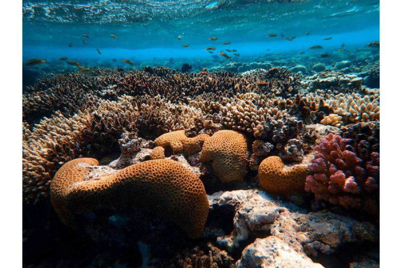 Ocean Acidification David Hastings Elaborates on the Other Problem with CO2