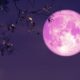 Strawberry Moon Rises Tonight Everything to Know About June's Full Moon; When and How to Watch